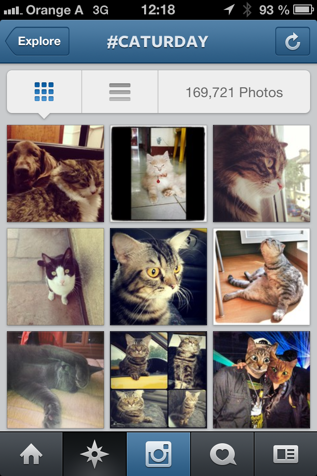 Hashtag #Caturday auf Instagram
